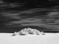 The Lone Forest