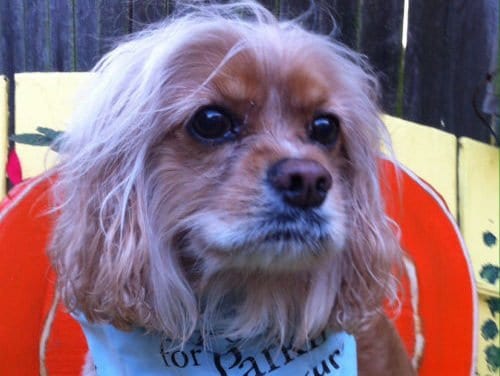 Playing it Forward: A Pup’s Perspective By Patricia Rossi