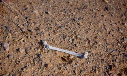 Bone by Michael Griffith