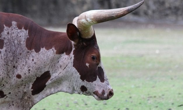 Taurus of Man By Linda Imbler