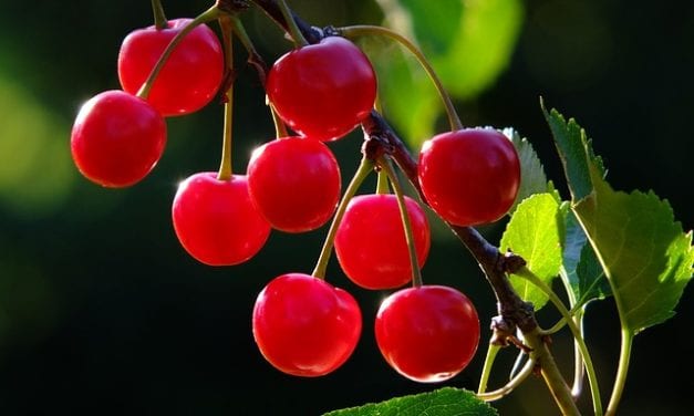 How to Eat Cherries by Ian Stuart