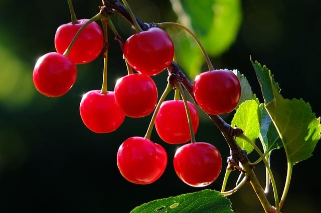 How to Eat Cherries by Ian Stuart