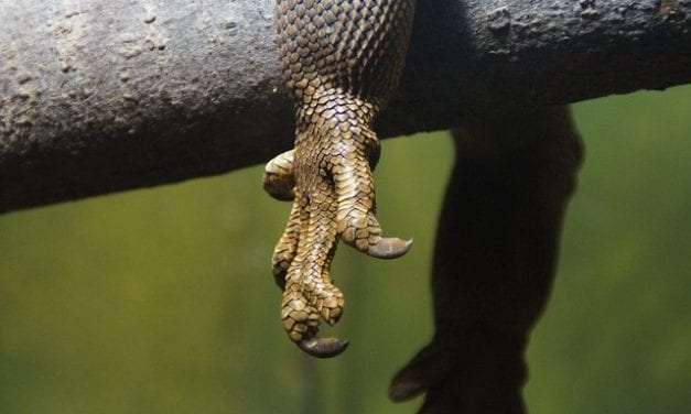 Man Hollowed Out Wooden Leg to Smuggle Iguanas by Ian Stuart