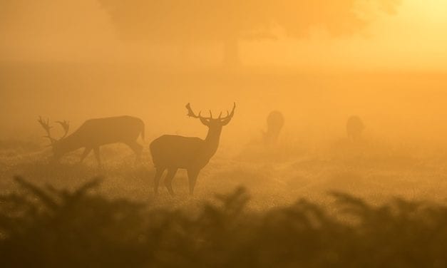 Deer Here By Vanessa Sylvester