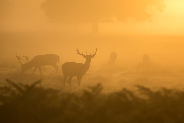 Deer Here By Vanessa Sylvester