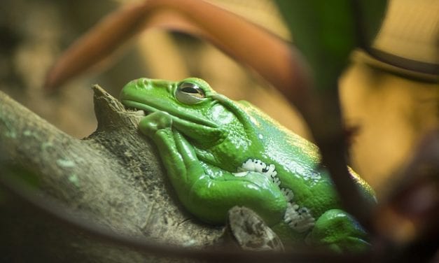 A Treefrog in my Father’s Greenhouse by Joshua Brunetti