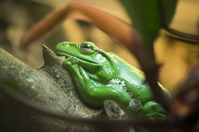 A Treefrog in my Father’s Greenhouse by Joshua Brunetti