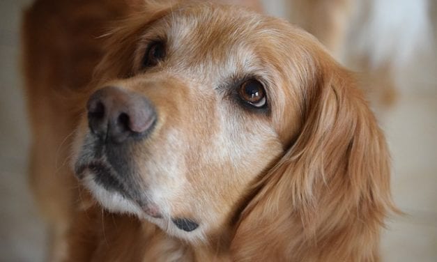Joe and the Golden Retriever by Clive Aaron Gill