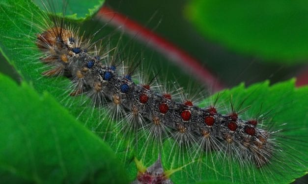 Gypsy Moth Summer by Patricia Flaherty Pagan