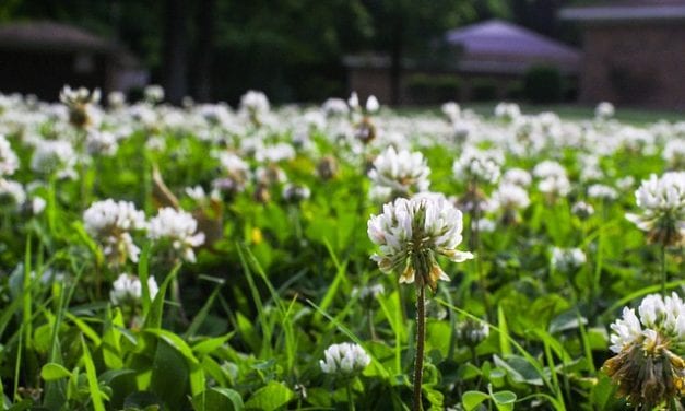 Most People Mow Their Weeds by Duane Anderson