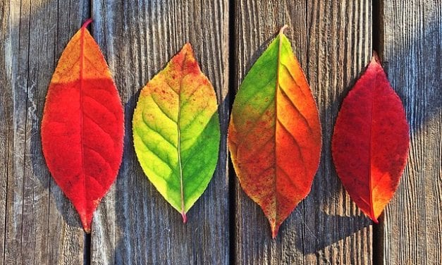 The Purpose of Seasons by Clay Carpenter