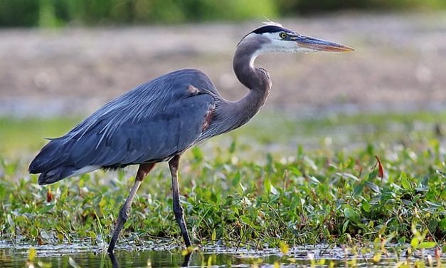Asking a Blue Heron By Sean Mabry
