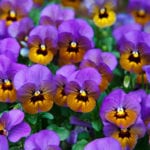 Delaney’s Pansies by Evan Guilford-Blake