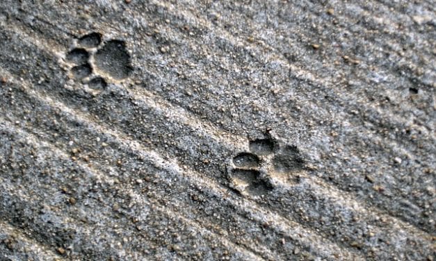 Paw Prints in a Concrete Sidewalk by David Pring-Mill