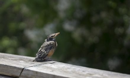 To a Fledgling Robin Misplaced by Joshua Brunetti